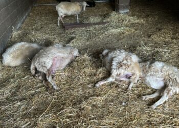 «La lingua blu dilaga in tutta la Sardegna», l’allarme di Coldiretti Sardegna