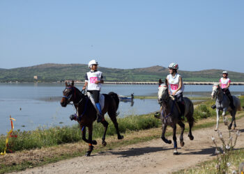 Numeri da record attendono il taglio del nastro del Sardegna Endurance Festival 2024 che si terrà all’Horse Country Resort di Arborea dal 26 al 29 settembre