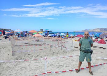Alla Pelosa di Stintino è stato individuato un sito di nidificazione di una tartaruga marina comune Caretta caretta