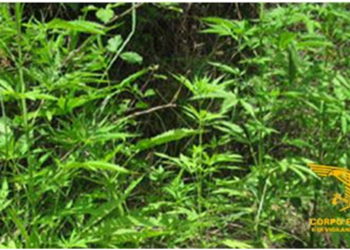 A Maracalagonis il Corpo forestale della stazione di Sinnai ha arrestato un uomo per coltivazione di sostanze stupefacenti