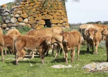 Allevamento dei bovini e la lavorazione delle carni: l’esempio di Bortigali