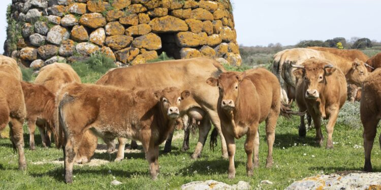 Allevamento dei bovini e la lavorazione delle carni: l’esempio di Bortigali