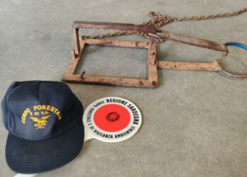 Ad Alghero soccorsa una giovane femmina di daino, a Ozieri trovata priva di vita un’aquila del Bonelli