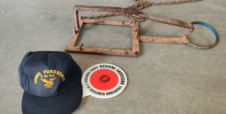 Ad Alghero soccorsa una giovane femmina di daino, a Ozieri trovata priva di vita un’aquila del Bonelli