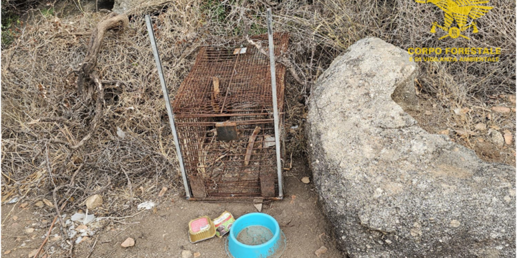 Tortolì: scoperta una trappola per selvaggina carnivora