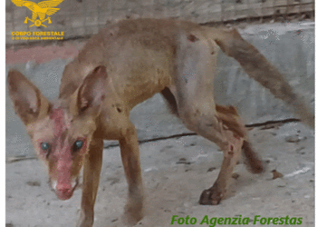 È in vita la giovane volpe salvata ieri dai forestali