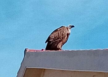Riprende il volo, dopo una sosta di alcuni giorni sui tetti della borgata marina di S’Arena Scoada (San Vero Milis), il grifone rilasciato il 9 ottobre scorso a Villasalto.