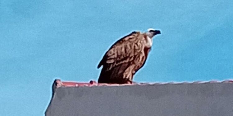 Riprende il volo, dopo una sosta di alcuni giorni sui tetti della borgata marina di S’Arena Scoada (San Vero Milis), il grifone rilasciato il 9 ottobre scorso a Villasalto.
