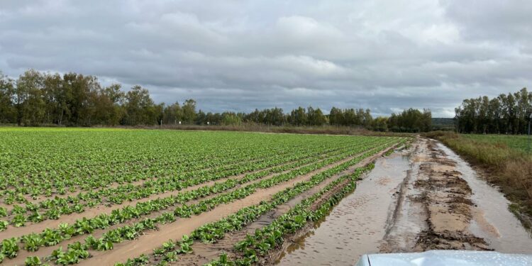 Maltempo nell’Oristanese e nel Sud Sardegna, in allerta anche Coldiretti