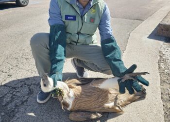 Il Corpo forestale di Sassari ha soccorso un grifone in difficoltà nella zona di Lu Bagnu-Castelsardo