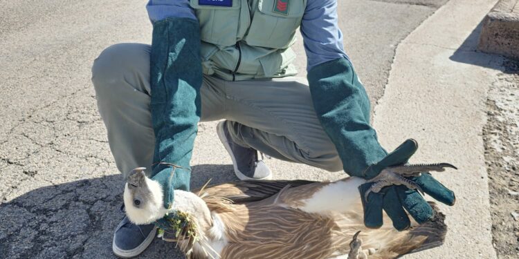 Il Corpo forestale di Sassari ha soccorso un grifone in difficoltà nella zona di Lu Bagnu-Castelsardo