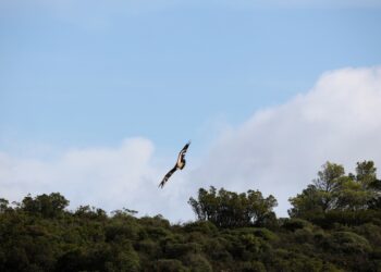 Villasalto: liberati altri 22 giovani grifoni