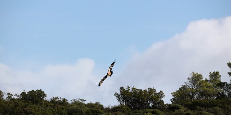 Villasalto: liberati altri 22 giovani grifoni