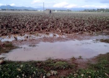 Maltempo, Cia Sardegna subito al fianco delle aziende danneggiate