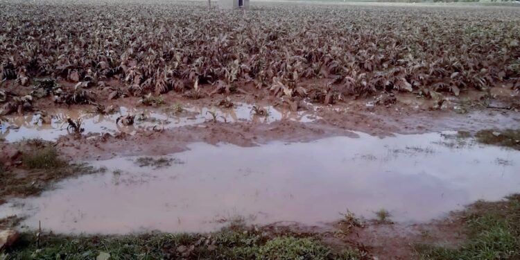 Maltempo, Cia Sardegna subito al fianco delle aziende danneggiate