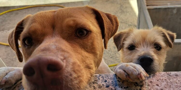 Dolianova con gli amici a 4 zampe: l’11 ottobre a Villa de Villa l’evento “Alleanza Fedele”, con aperitivo solidale e dibattito