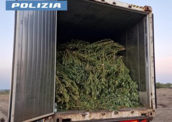 A Sanluri la Polizia di Stato ha scoperto una piantagione con 8.000 piante di marijuana e arrestato un uomo durante la raccolta