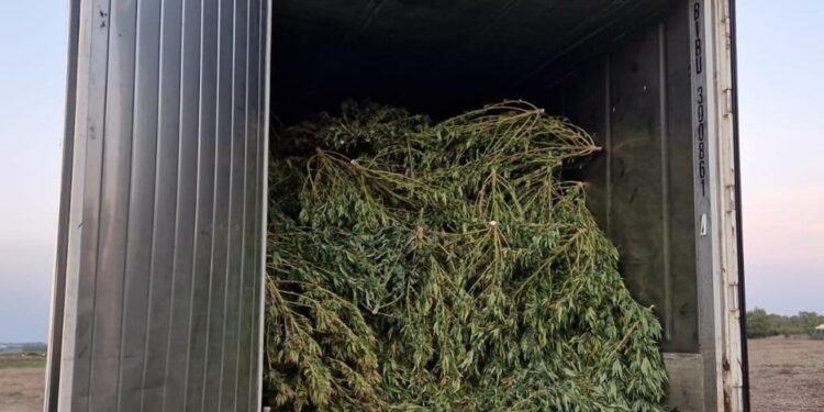 A Sanluri la Polizia di Stato ha scoperto una piantagione con 8.000 piante di marijuana e arrestato un uomo durante la raccolta