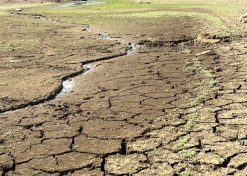 Gianfranco Satta (assessore regionale dell’Agricoltura): «Sulla siccità, le nostre richieste sono state sottovalutate dal Governo nazionale»