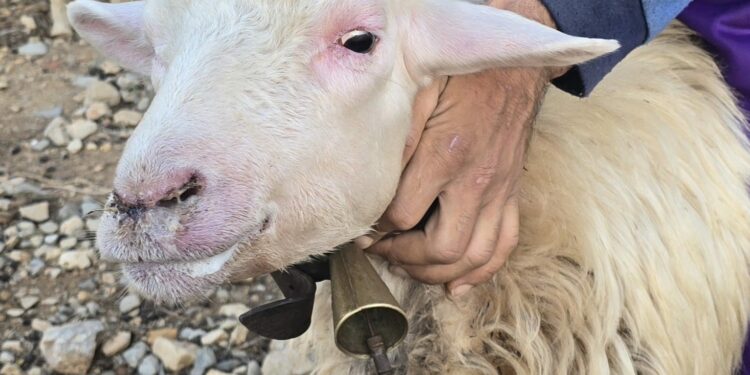 Lingua blu in Sardegna, Coldiretti chiede lo stato di emergenza