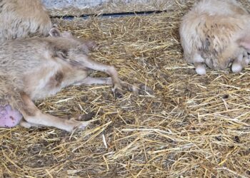 Lingua blu in Sardegna, Coldiretti chiede lo stato di emergenza