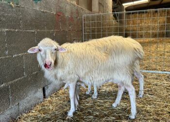 Lingua blu in Sardegna, Coldiretti chiede lo stato di emergenza