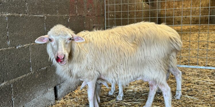 Lingua blu in Sardegna, Coldiretti chiede lo stato di emergenza