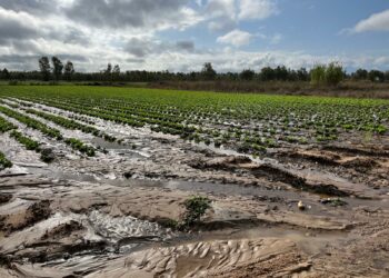 Coldiretti Sardegna monitora i campi dell’Oristanese e del Sud Sardegna dopo gli eventi atmosferici della notte scorsa