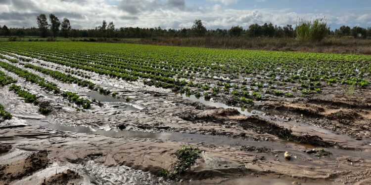 Coldiretti Sardegna monitora i campi dell’Oristanese e del Sud Sardegna dopo gli eventi atmosferici della notte scorsa