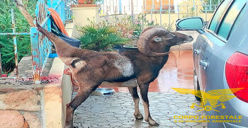 Un muflone ferito stamane è stato soccorso da forestali, vigili del fuoco e un medico veterinario nel centro abitato di Arbatax