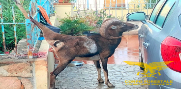 Un muflone ferito stamane è stato soccorso da forestali, vigili del fuoco e un medico veterinario nel centro abitato di Arbatax