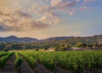 Oliena, Orgosolo e Mamoiada: in arrivo giornalisti e influencer del vino