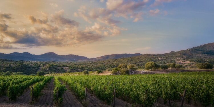 Oliena, Orgosolo e Mamoiada: in arrivo giornalisti e influencer del vino