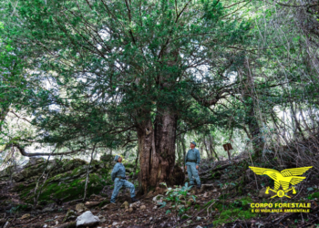 Dal 15 ottobre, torna il concorso “ItalianTree of the Year 2024” (L’Albero Italiano dell’Anno 2024)