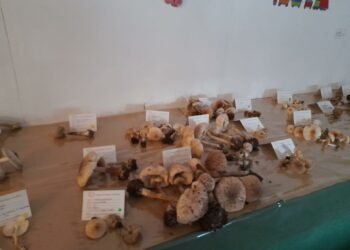 Torralba: dal 23 al 25 novembre la 15ª mostra micologica regionale