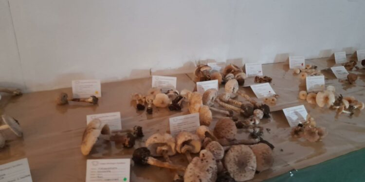 Torralba: dal 23 al 25 novembre la 15ª mostra micologica regionale