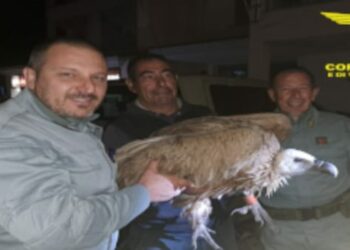 Dorgali: soccorso un esemplare di grifone eurasiatico