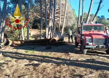 Caprera: principio di incendio in una pineta, intervengono i vigili del fuoco