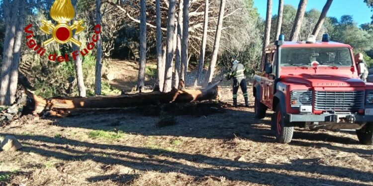 Caprera: principio di incendio in una pineta, intervengono i vigili del fuoco