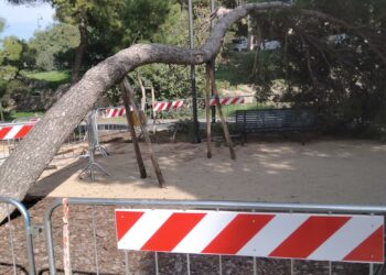 Gli addetti del comune di Cagliari hanno messo in sicurezza un pino di grandi dimensioni caduto in viale Buoncammino