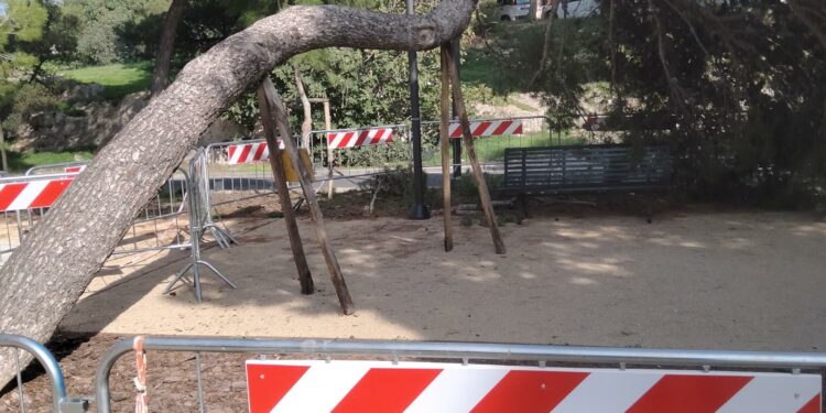 Gli addetti del comune di Cagliari hanno messo in sicurezza un pino di grandi dimensioni caduto in viale Buoncammino