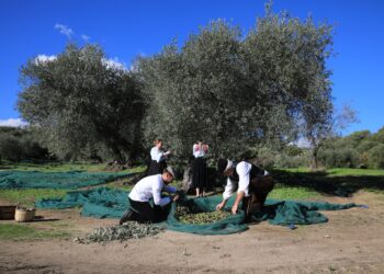 I produttori di vino e olio del Gal Barbagia a Roma l’11 novembre