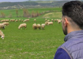 Tramatza: di discute di “Prospettive e problematiche del settore ovino sardo”