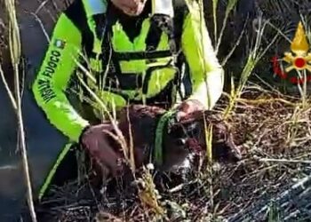 Serdiana: soccorso un cane nella statale 387