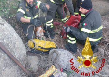 Arzachena: un cane da caccia finisce fra le rocce, lo salvano i vigili del fuoco