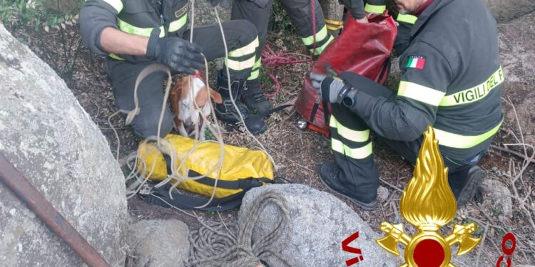 Arzachena: un cane da caccia finisce fra le rocce, lo salvano i vigili del fuoco