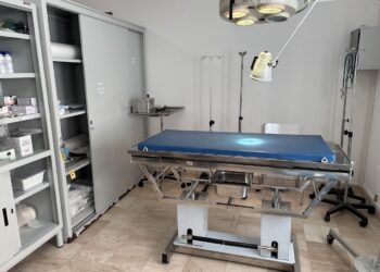 Al via il progetto di sterilizzazione dei gatti “liberi” delle colonie feline di Sant’Antioco