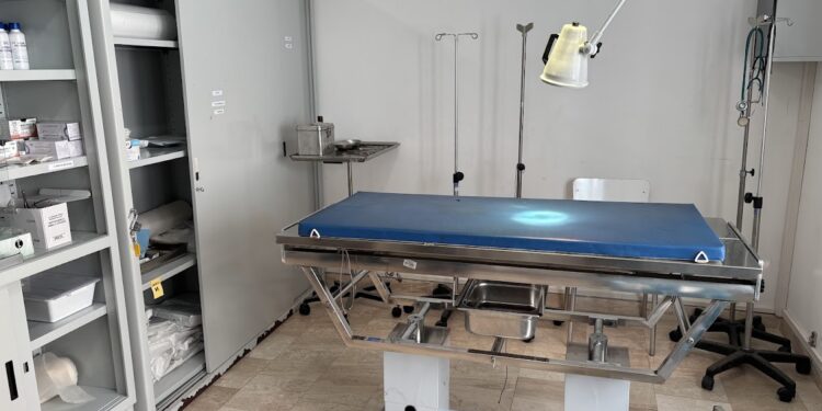 Al via il progetto di sterilizzazione dei gatti “liberi” delle colonie feline di Sant’Antioco