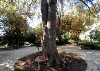 Cagliari: all’Orto Botanico si rinnova il tradizionale presepe