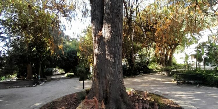 Cagliari: all’Orto Botanico si rinnova il tradizionale presepe